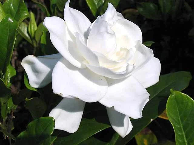 Heirloom White Gardenia Cuttings - Live Cape Jasmine Shrub Starter Plants - Gardenia jasminoides
