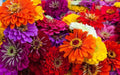 Zinnia Seeds - 100+ Count Mix for Garden Planting - Colorful Varieties - Zinnia elegans - USA