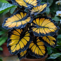 Sunburst Calathea Seeds - 25+ Pack for Garden Planting - Free Shipping - Calathea crocata