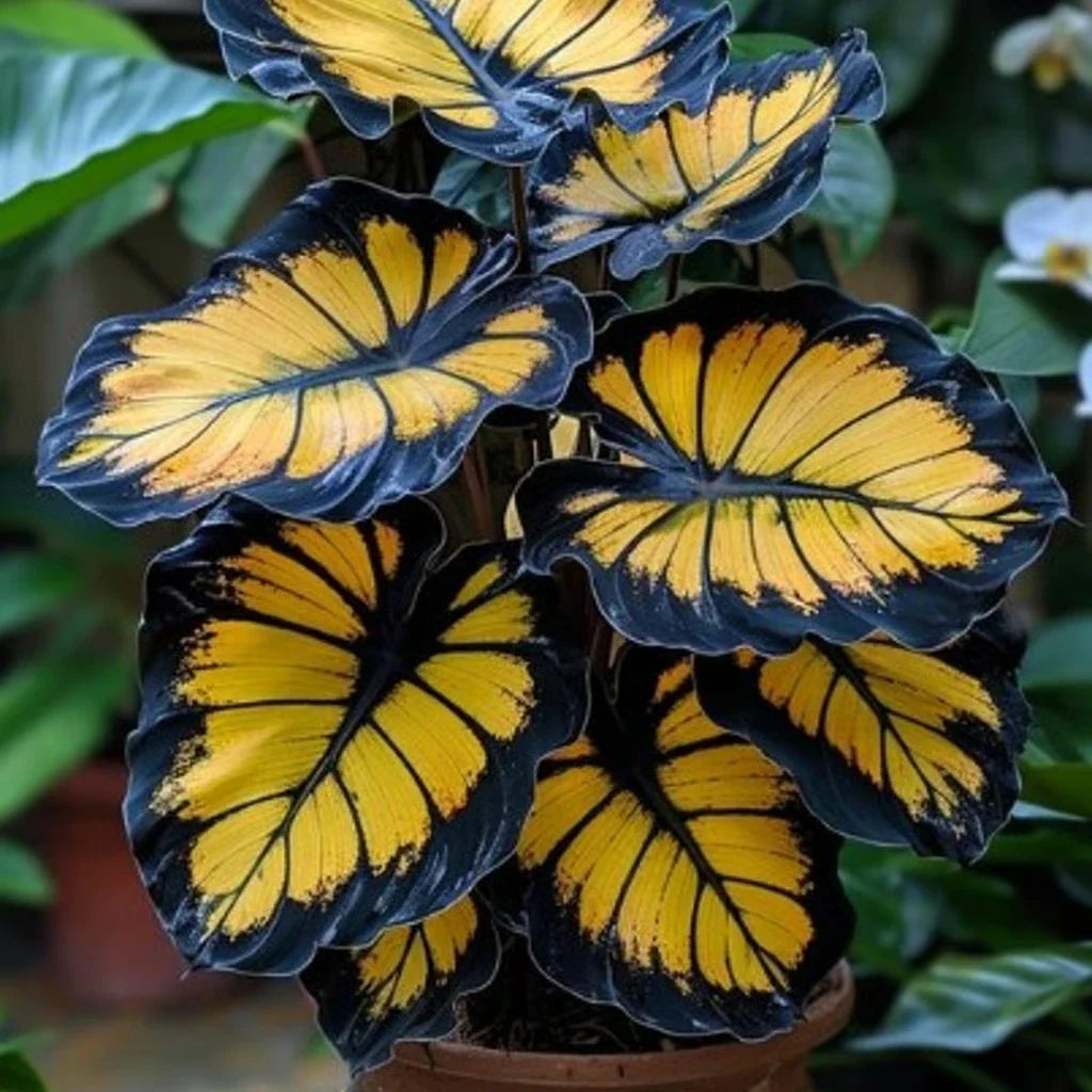 Sunburst Calathea Seeds - 25+ Pack for Garden Planting - Free Shipping - Calathea crocata