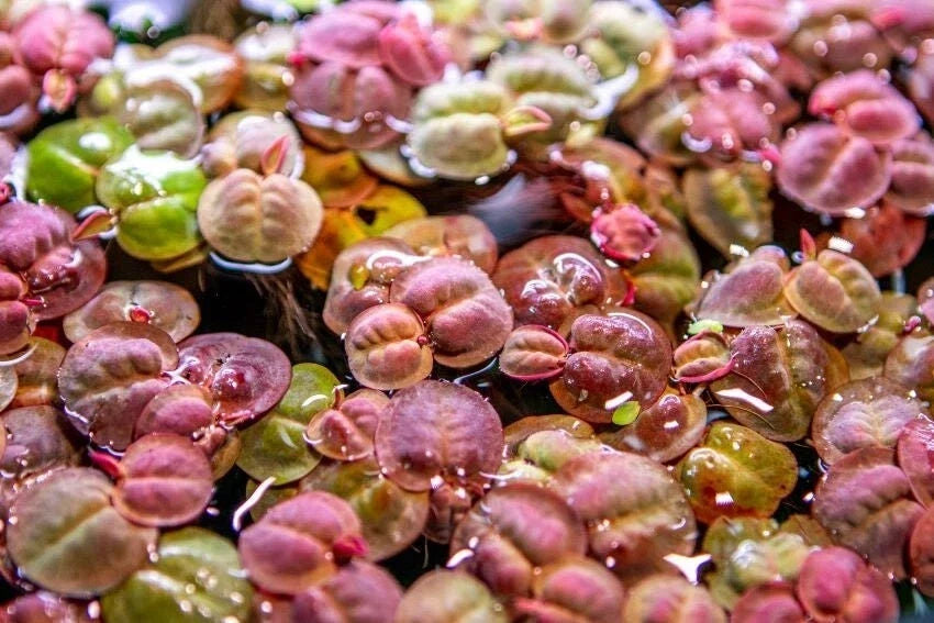Red Root Floater Aquatic Plant - Large Portion, Easy Care, Phyllanthus Fluitans - 7 Stems