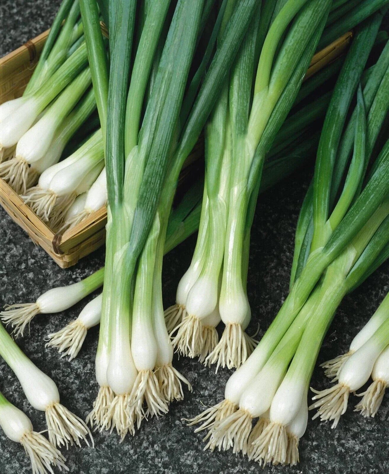 White Lisbon Onion Seeds - 250+ Non-GMO Heirloom Scallion/Bunching - Allium fistulosum