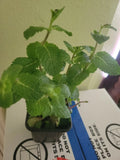 Organic Live Mint Plant - Frost Tolerant, Fragrant Evergreen - Hierbabuena Organica