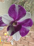 Orchid Plant - Den Red Star - Short Stem - Bare Root - No Bud or Bloom - Perfect for Home Decor