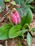 Pink Lady's Slipper Bare Root Plant - Cypripedium Acaule - Mature Variety - Rare Native Orchid