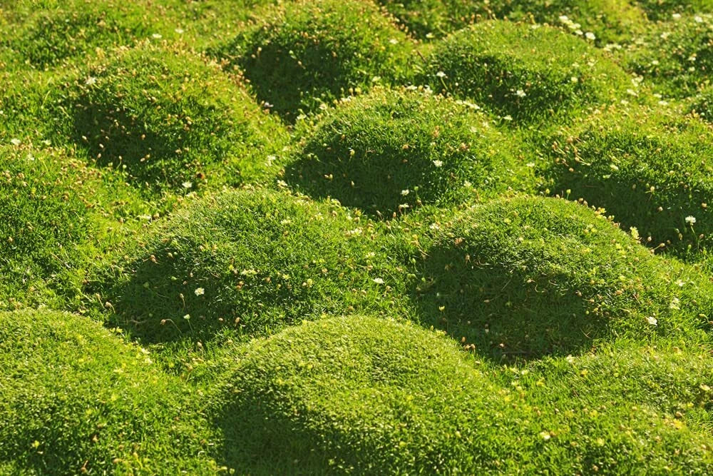 Irish Moss Seeds - 250+ Seeds - Ground Cover Plant - Blooms Attractive Flowers - Chondrus crispus