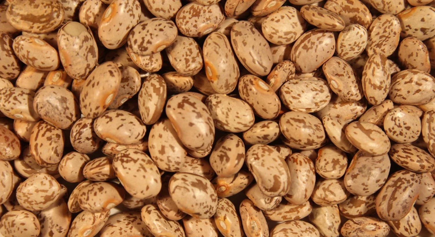 Pinto Soup Bean Seeds - Fresh Pinto Beans - Phaseolus vulgaris - Non-GMO, Heirloom, Bulk Garden Seeds, FREE Shipping