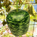 Apple Gourd Seeds | Ornamental Squash Swan Pumpkin Dipper Bottle | 2025