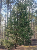 Southeastern Red Cedar Trees Live Plants - 10-12" Seedlings Bare Root (Juniperus virginiana)