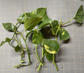 Golden Pothos Plant Rooted Cuttings - 5 Pack - Epipremnum aureum - Easy Care Indoor Houseplants