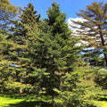 Balsam Fir Tree Seeds - Abies Balsamea - Lake States Pine for 2025 Planting