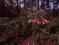 Versicolor Peach Pink Angel Trumpet Cuttings - 2 Unrooted Cuttings (Brugmansia versicolor)
