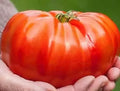 Beefsteak Tomato Seeds - 60+ Organic Heirloom NON-GMO - Solanum lycopersicum
