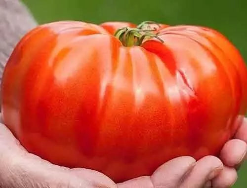 Beefsteak Tomato Seeds - 60+ Organic Heirloom NON-GMO - Solanum lycopersicum