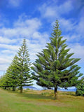Norfolk Island Pine Seeds - Araucaria excelsa - Indoor Houseplant - Christmas Tree Variety