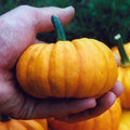 Jack Be Little Pumpkin Seeds - 30+ Heirloom Organic Non-GMO - Fresh Gardening Seeds for Planting