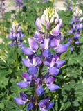 Hollowleaf Annual Lupine Seeds - Arroyo & Succulent Variety (Lupinus succulentus) - 10 Seeds