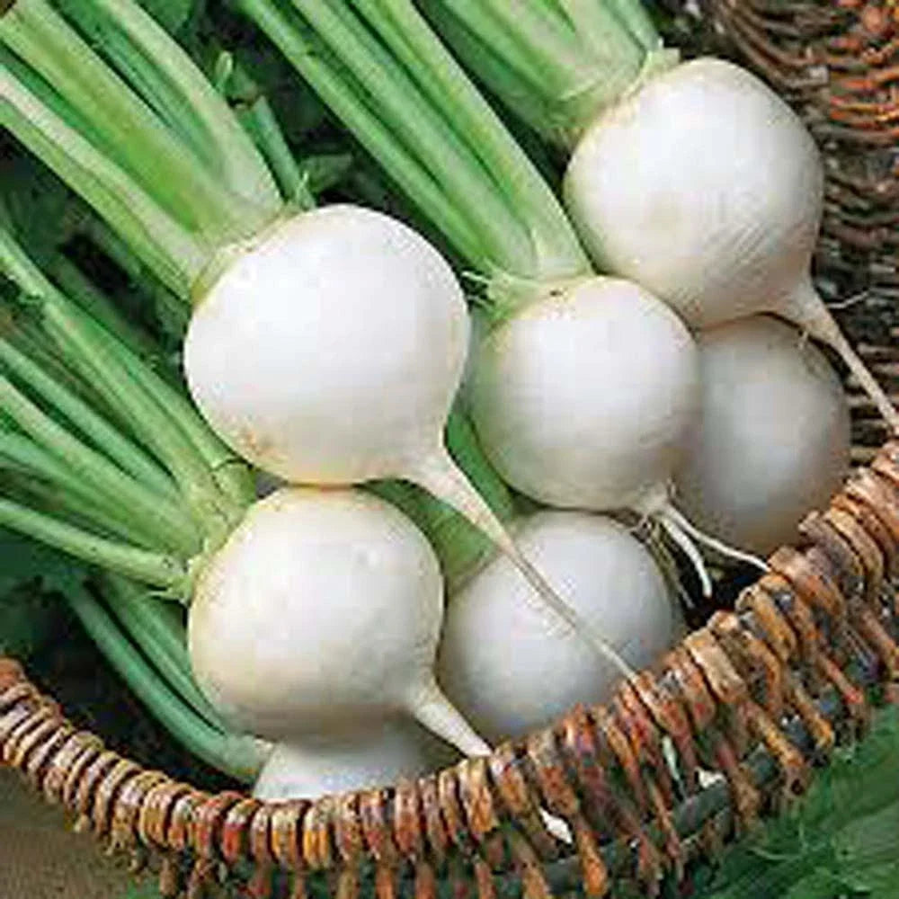 Turnip Seeds - 1000 Heirloom White Egg Non-GMO Vegetable Seeds - Brassica rapa