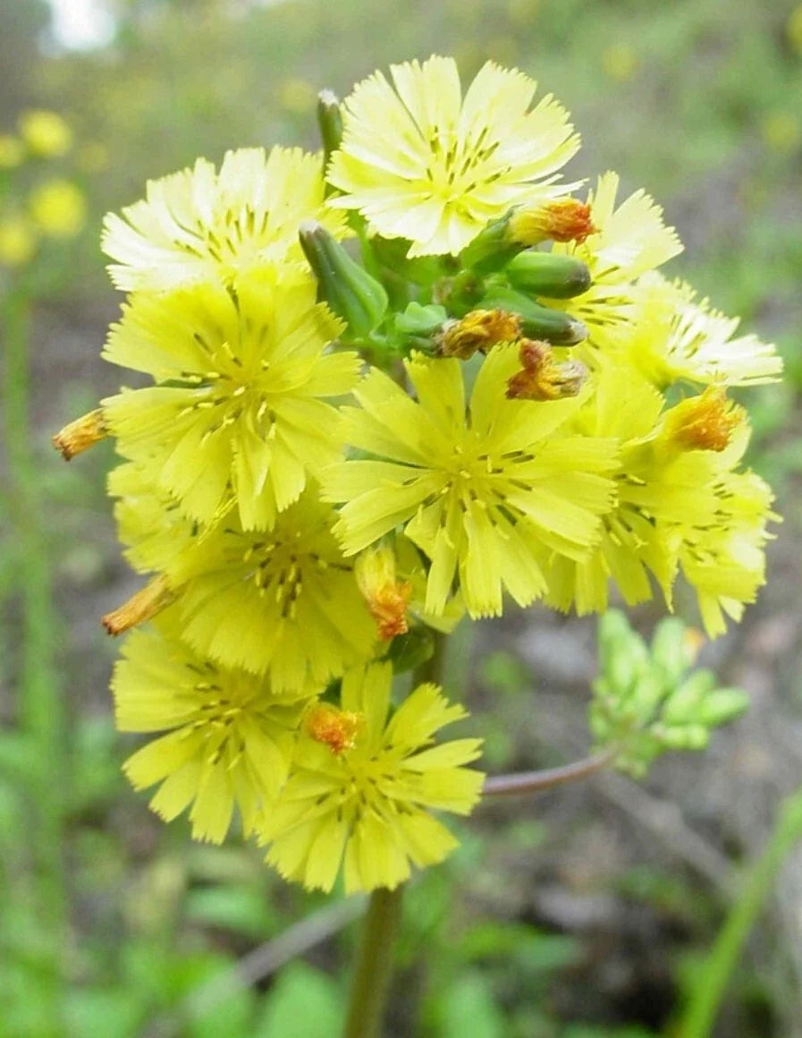Youngia Japonica - 30 Seeds Organic Asiatic Hawksbeard Medicinal Herb - USA Grown