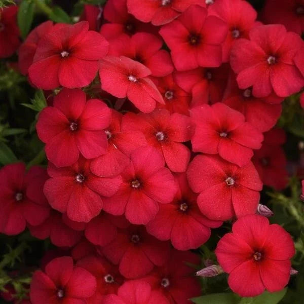 Gisele Red Phlox Seeds - 100+ Count - Garden Flower Seeds - Phlox paniculata - USA