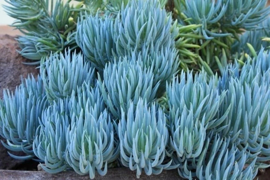 Blue Chalk Sticks Plant Cutting - Healthy Rare Succulent - Senecio mandraliscae - Easy Care Live Plant