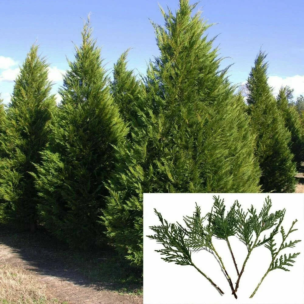 Fresh Leyland Cypress Tree Cuttings 7-8" | Fast Growing Privacy Screen | Chamaecyparis x leylandii