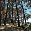 Monterey Cypress Tree Seeds - 100+ Cupressus macrocarpa - Ideal for Bonsai Cultivation