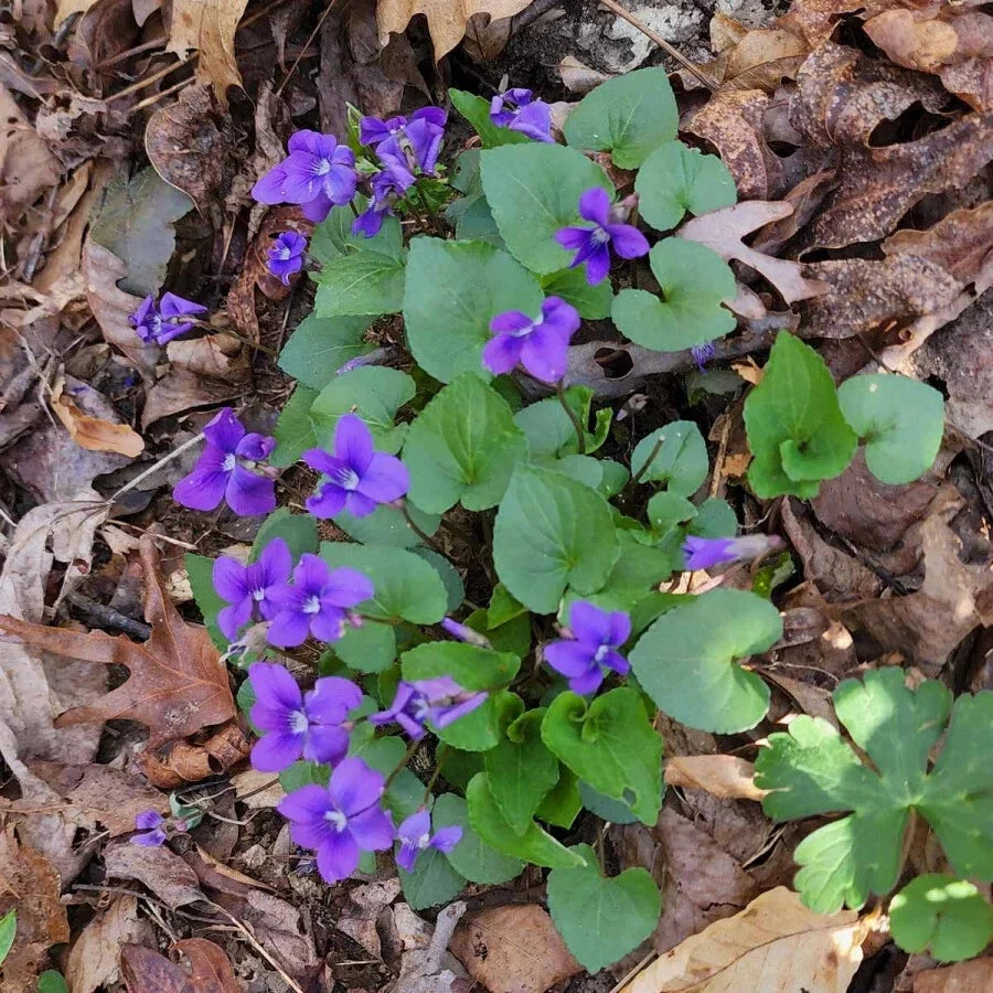 Blue Garden Violet Bare-root Bulbs | Viola rotundifolia | Perennial Flowering Plant for Garden and Landscaping
