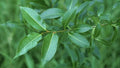 Bay Leaf Willow Tree Cuttings - 4 Pack - Rare Varieties - Salix pentandra