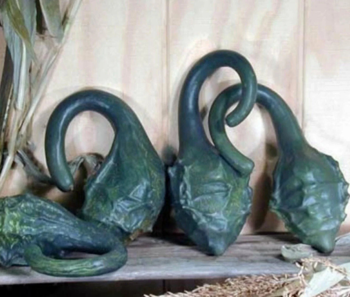 Caveman's Club Dinosaur Gourd Seeds - 20 Heirloom Maranka Squash Seeds - Rare Unique Variety for Gardening