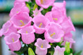 Pink Bellflower Seeds - 50 Count - Campanula Medium - Ideal for Gardens and Landscaping