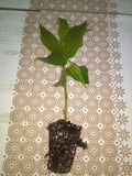 Jamaican Cherry Tree Cuttings 2-Pack Muntingia calabura Rooted Ready to Grow