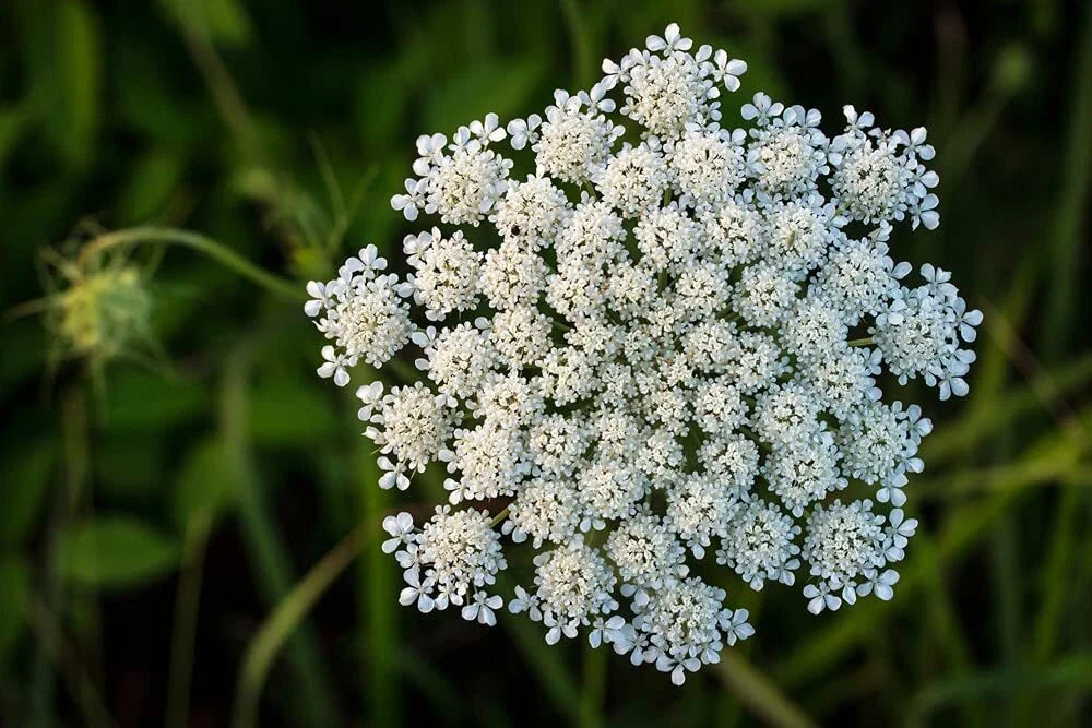 Queen Anne's Lace Seeds - 250 Seeds - Daucus carota - Non-GMO - USA Made - Ships from Iowa
