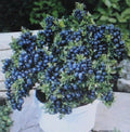 Dwarf Top Hat Blueberry Bulk 1000 Count Container Bonsai Specimen (Vaccinium corymbosum)