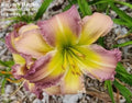 Daylily Live Plant - Regency Heights Variety - 34" Northern Hardy - Hemerocallis