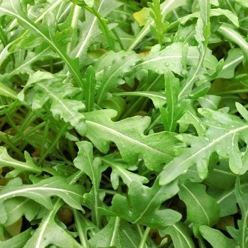 Sylvetta Arugula Seeds | Heirloom Non-GMO | Organic Salad Greens | Eruca sativa | Free Shipping