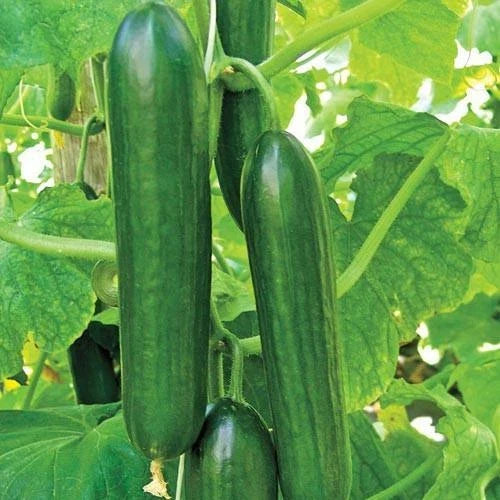 Cucumber Seeds 50+ Ct Heirloom Non-GMO Ashley Long Variety USA