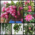 Live 4" Epiphyllum ‘Curly Locks’ Orchid Cactus Succulent - Unique Greenhouse Plant for Home Decor