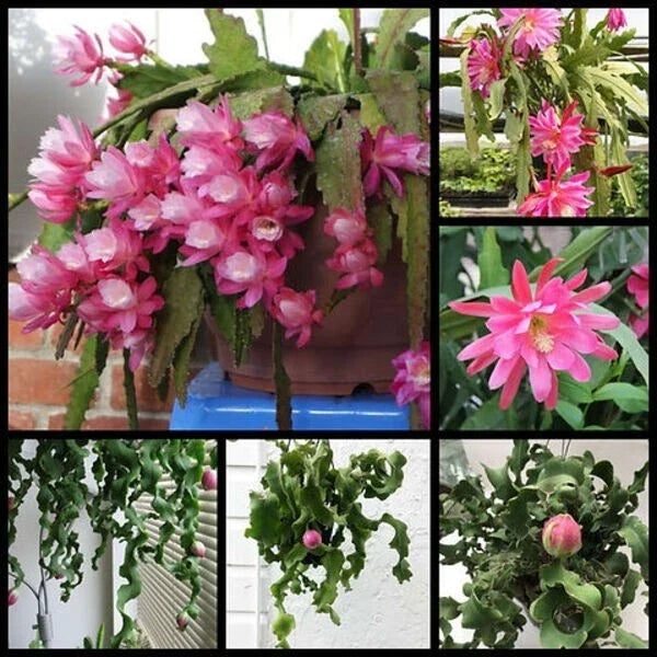 Live 4" Epiphyllum ‘Curly Locks’ Orchid Cactus Succulent - Unique Greenhouse Plant for Home Decor