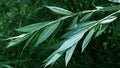 White Willow Tree Cuttings, 5+ Cuttings, Salix Alba, Medicinal Herb, Aspirin Plant, Natural Pain Relief