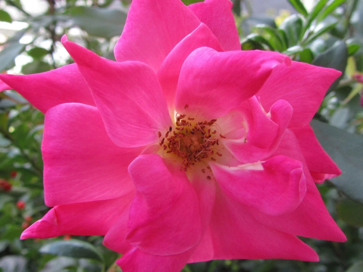 Organic Pink Rose Cuttings - 5 Ready to Root and Plant - Ideal for Home Gardens - Rosa spp.