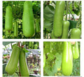 Heirloom Bottle Gourd Seeds - 20+ Upo Calabash - Non-GMO Vegetable Seeds for Home Gardening
