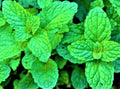 Lemon Balm Seeds Non-GMO 100+ Seeds - Melissa officinalis - Herbal Gardening Supplies
