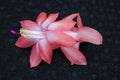 Christmas Cactus Starter Plant - Coral Cascade - Healthy Well Rooted - Schlumbergera Truncata