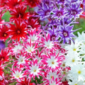 Phlox Seeds - Twinkle Mix - Flower Seeds for Garden - Phlox paniculata