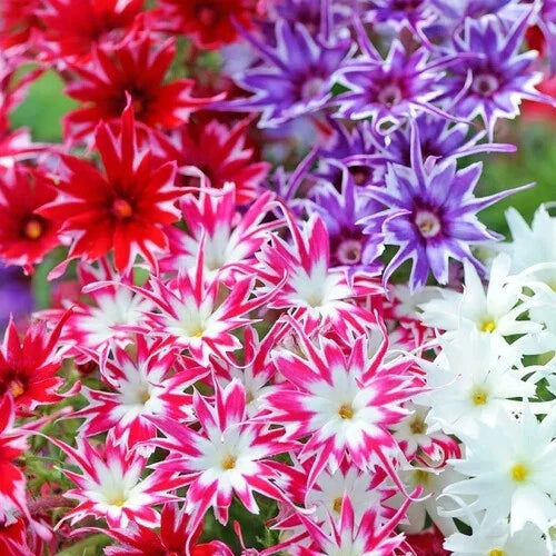 Phlox Seeds - Twinkle Mix - Flower Seeds for Garden - Phlox paniculata