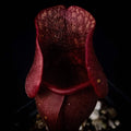 Sarracenia purpurea Venosa Red Pitcher Plant - Carnivorous Garden Plant, Red-Striped Leaves