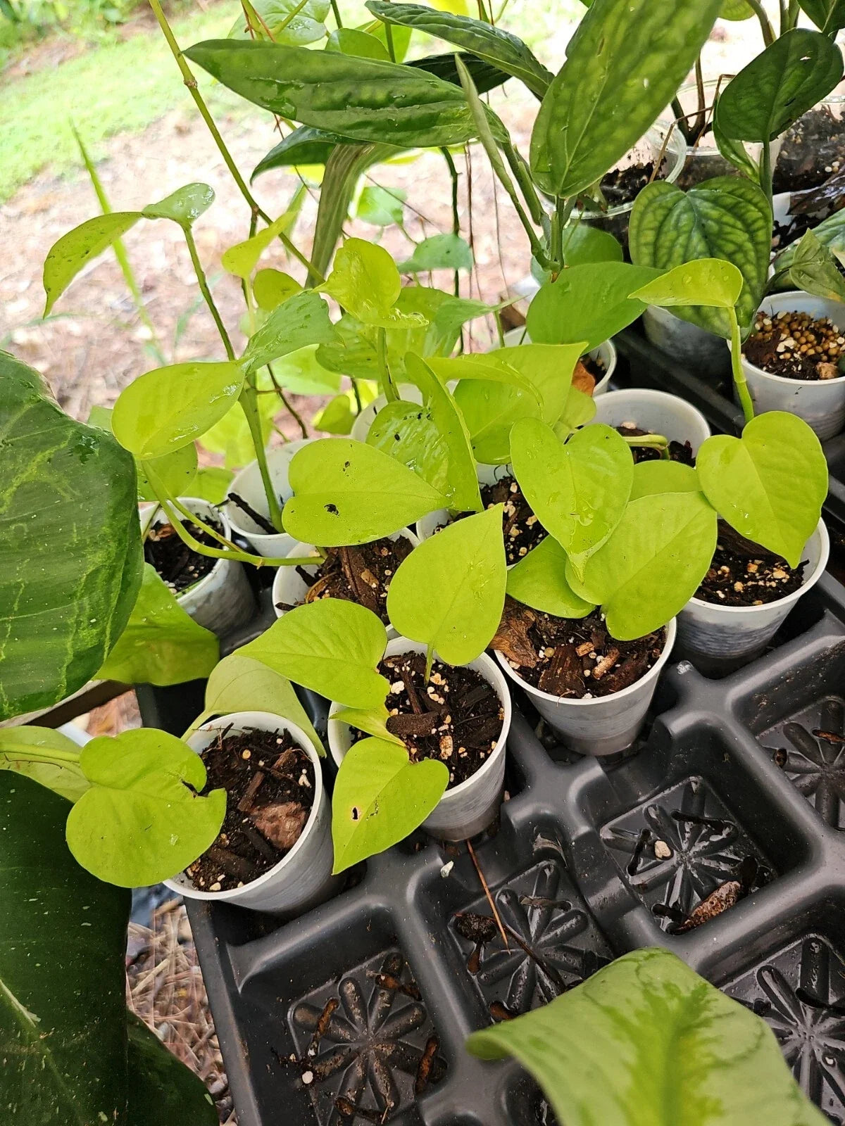 Rooted Neon Pothos Plant in 2.5" Pot | Epipremnum aureum | Vibrant Green Foliage, No Cutting