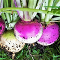 Purple Top Turnip Seeds - American White Turnips - Rutabaga Seed - Fresh for 2025 - Brassica rapa