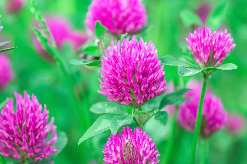 Red Clover Seed - 500+ Seeds - Food Plot, Cover Crop, Pasture Mix - Trifolium pratense